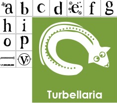 Turbellaria