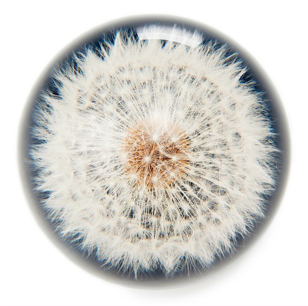 Dandelion Paperweight | UncommonGoods