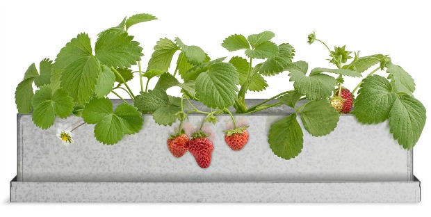 Strawberry Windowsill Growbox | UncommonGoods