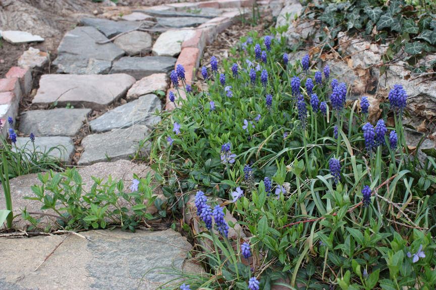 Garden - Grape Hyacinths 05