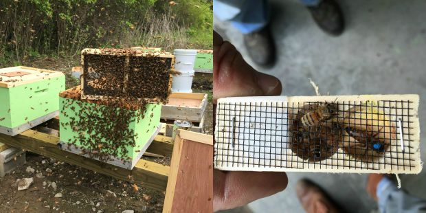 Bees from Honeybrook Farms