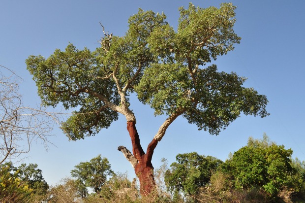 A Cork Oak