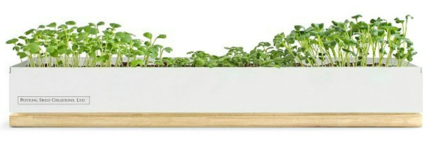 Micro-Greens Kits | UncommonGoods