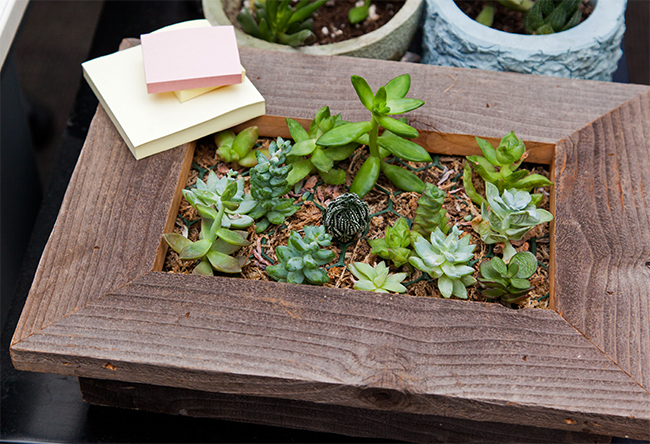 Succulents on Tiffany's Desk