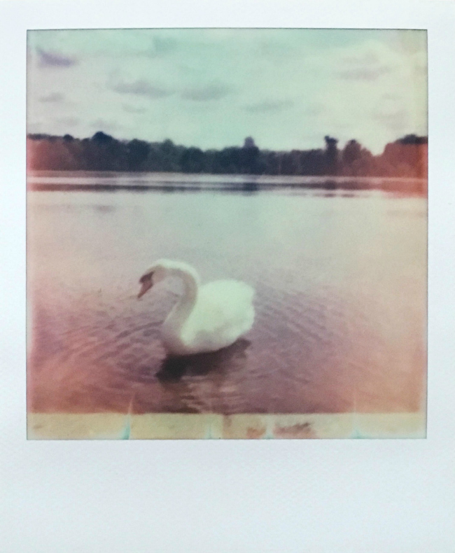 Swan