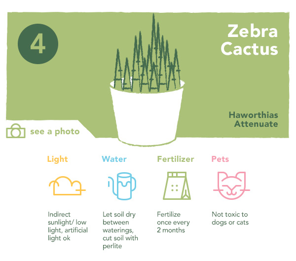 Zebra Cactus | UncommonGoods