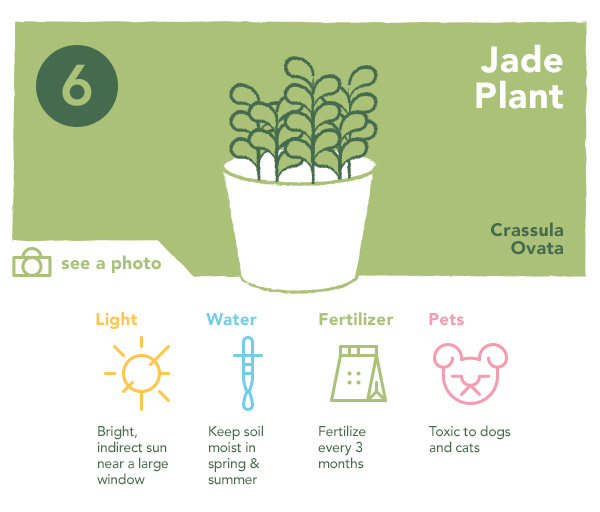 Jade Plant | UncommonGoods