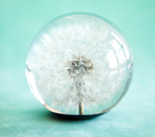 Dandelion Paperweight | UncommonGoods