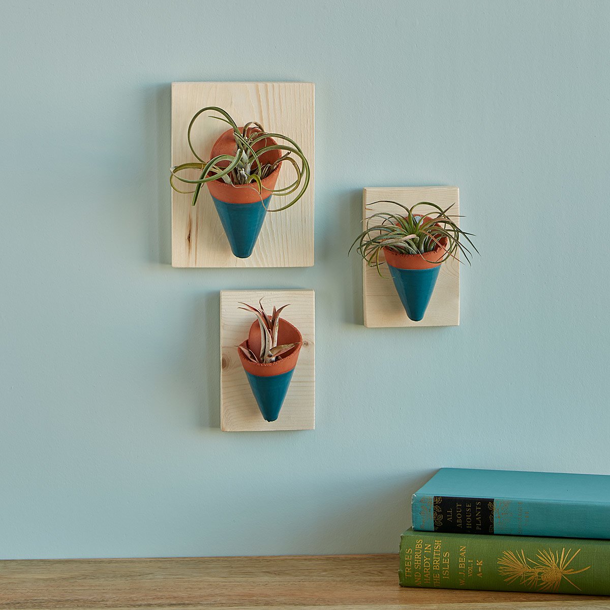 Air Plant Wall Sconces | UncommonGoods