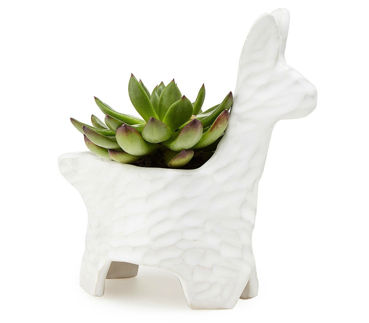 Llama Planter | UncommonGoods