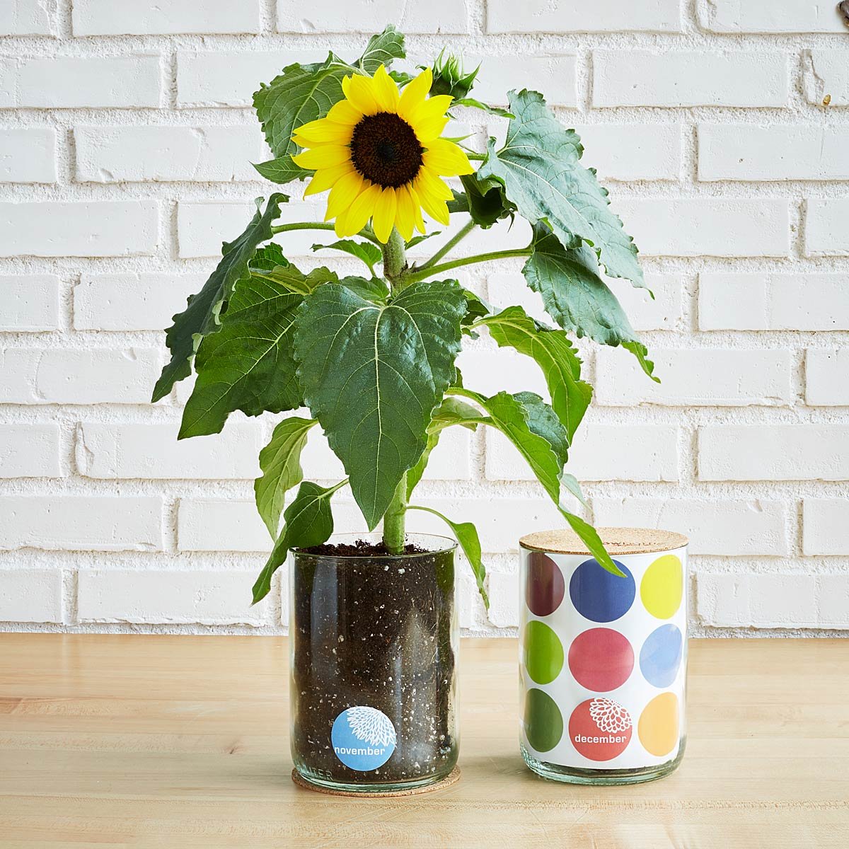 Birth Month Flower Grow Kit | UncommonGoods