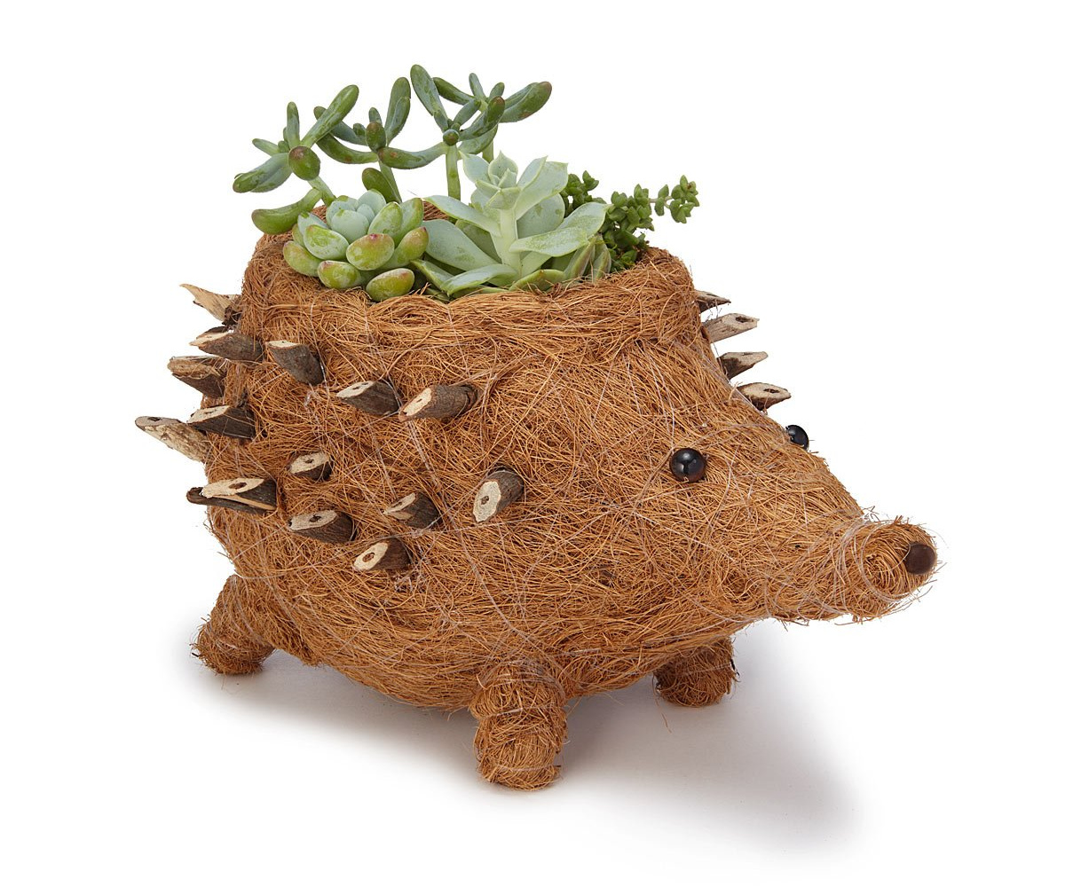 Coconut Fiber Hedgehog Planter | UncommonGoods