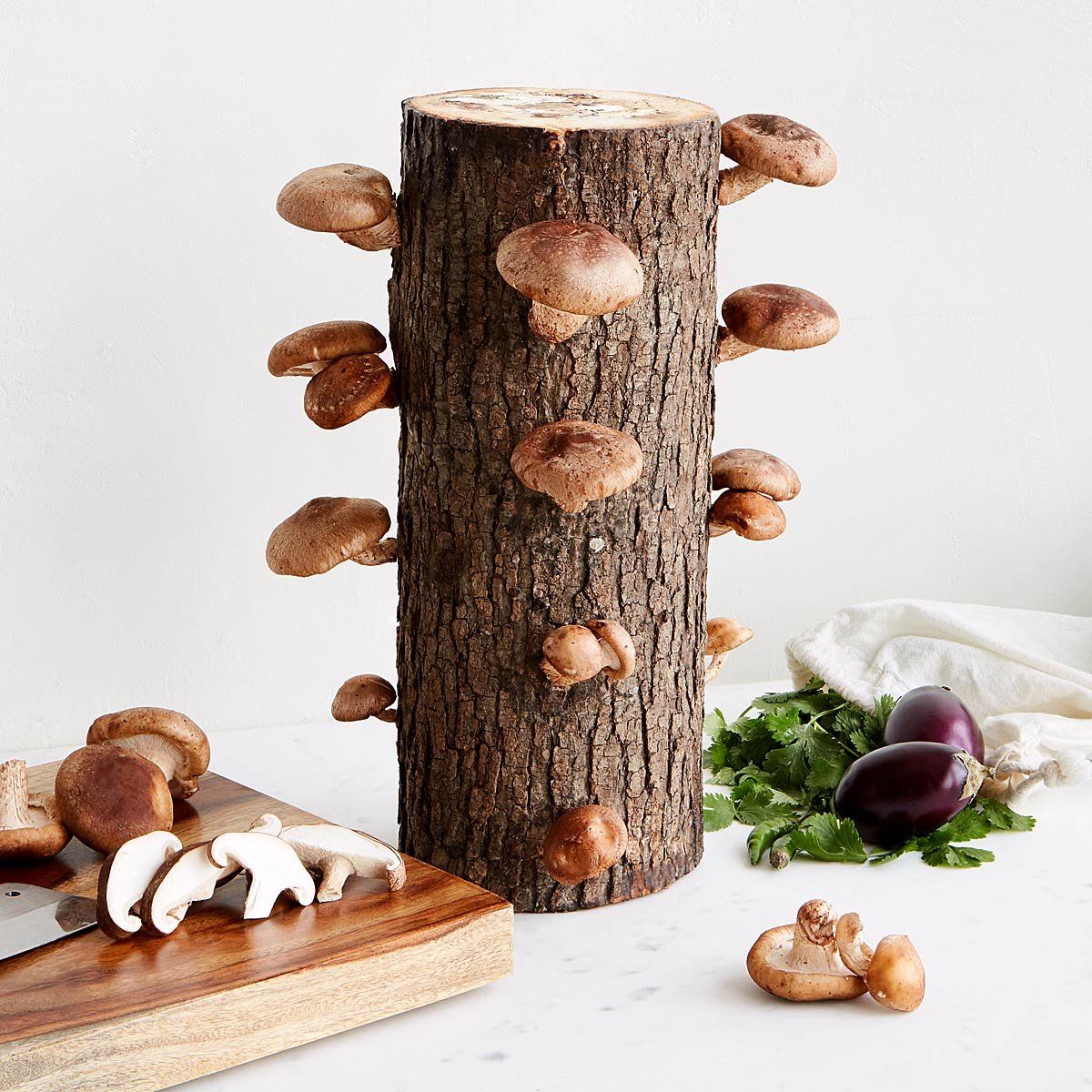 Shiitake Mushroom Log Kit | UncommonGoods